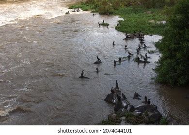 293 Piracicaba River Images, Stock Photos & Vectors | Shutterstock