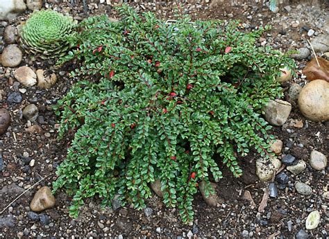 Buy Cotoneaster adpressus 'Tom Thumb'Creeping Cotoneaster | Conifer Kingdom