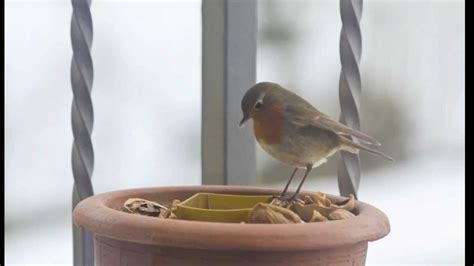 Uccellini Sul Balcone Youtube