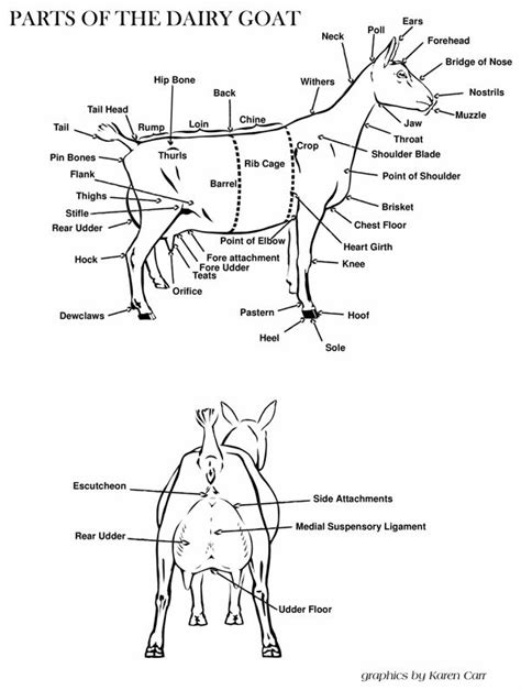 Dairy Goat Anatomy American Goat Society Goat Farming Miniature