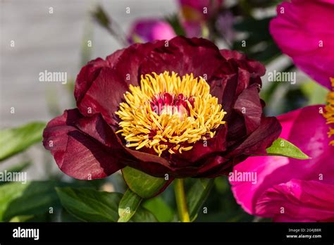 'Chocolate Soldier' Common garden peony, Luktpion (Paeonia lactiflora ...