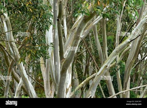 Eucalyptus Trunks Hi Res Stock Photography And Images Alamy