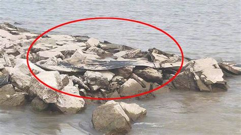 Sea Creature Washed Up Near Loch Ness