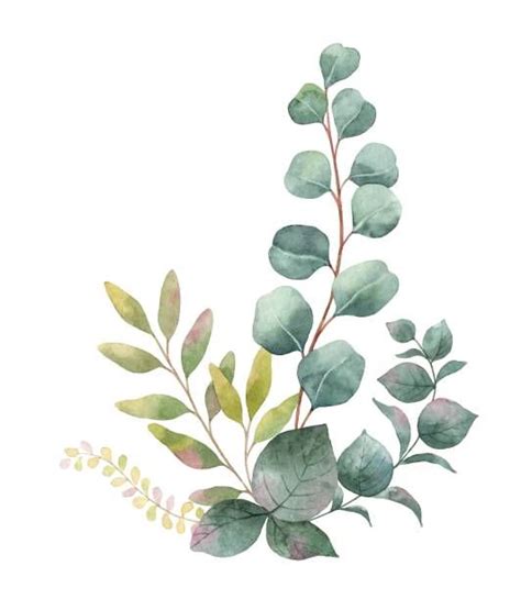 Eucalyptus Leaves Stock Photos Pictures Royalty Free Images