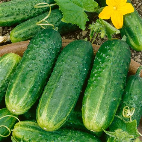 Pic-A-Little Pickling Cucumber | Gurney's Seed & Nursery Co.