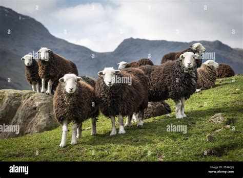 Herdwick Sheep In Great Langdale Lake District Cumbria Uk Stock