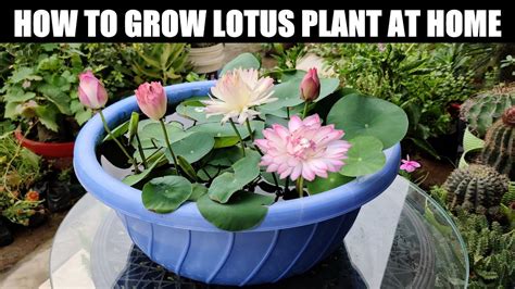 How To Grow Lotus Plant | FULL INFORMATION – HousePetsCare.com