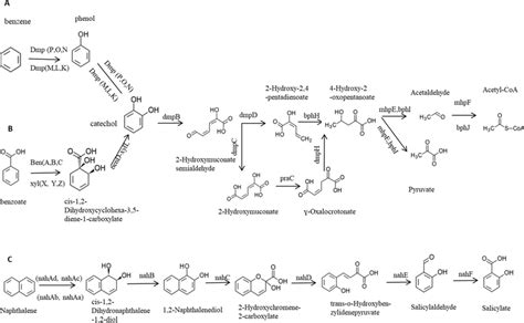 Benzoate A Benzene B And Naphthalene C Pathways Degradation In