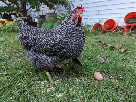 Courage Laid Her First Egg R Backyardchickens