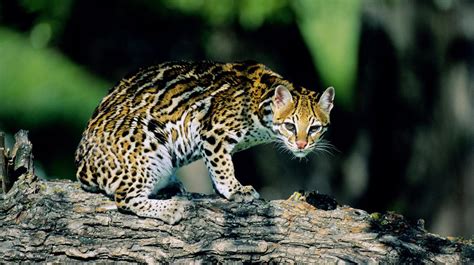 Ocelote El Peque O Tigre De Am Rica Que Est En Riesgo