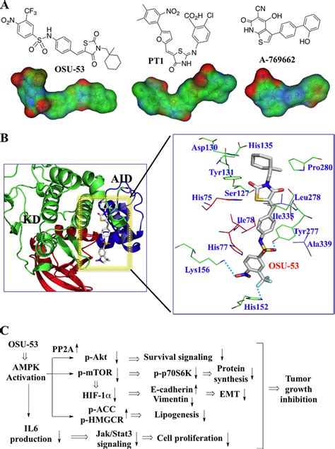 Mechanism Of AMPK Activation By OSU 53 A Structures And Surface