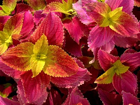 Coleus Blumei Wizard Pustaka Flora Database Tanaman Landscape