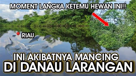 KAMI DI DATANGI BINATANG LANGKA INI SAAT MANCING DI DANAU BEKAS TAMBANG