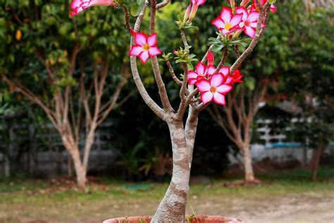 Quer engrossar o caule da Rosa do Deserto e não sabe como Veja qual o