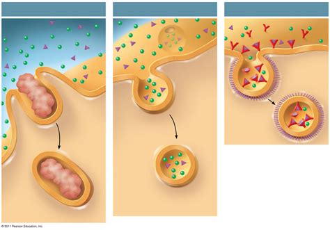 Endocytosis Diagram Diagram | Quizlet