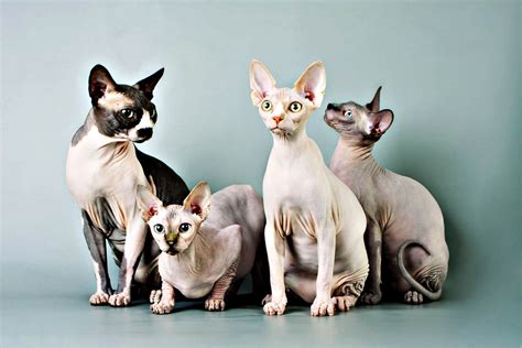 Hairless Cats Steal The Spotlight On National Nude Day