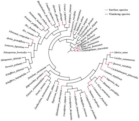 The Evolutionary Tree Between Inside Tiankeng And Outside Tiankeng