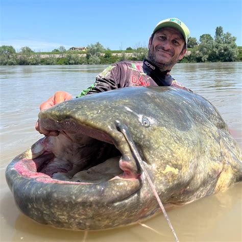 Pesce Siluro Da Record Catturato Nel Po Il Mostro Lungo Metri