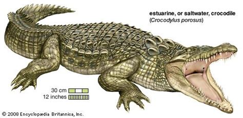 crocodile | Habitat, Description, Teeth, & Facts | Britannica.com