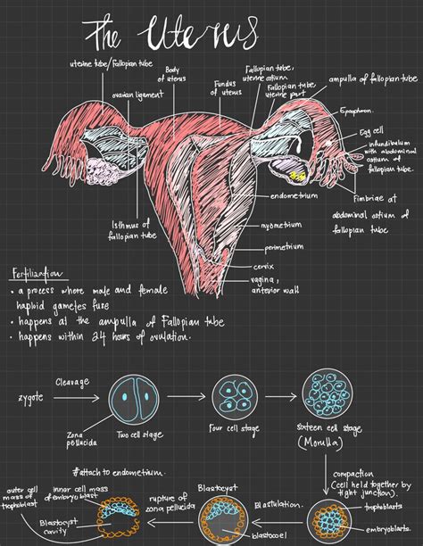 Aesthetic Notes Notes Ideas The Uterus Anatomy Artofit