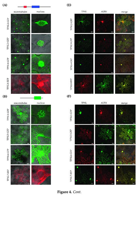 Subcellular Localization Of Arabidopsis TPXL Proteins In Tobacco Leaf