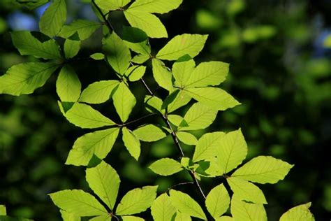 Free Images Nature Branch Leaf Flower Green Produce Botany