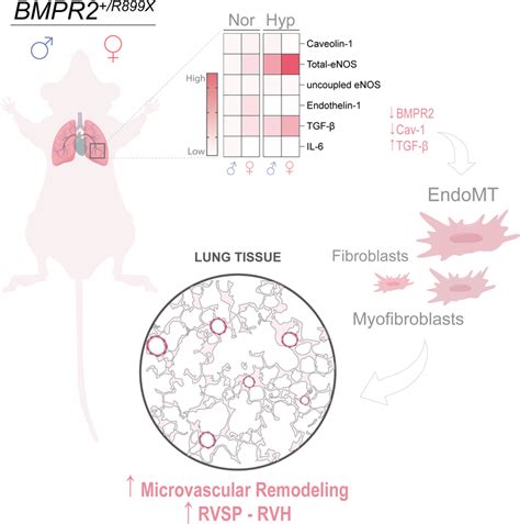 Role Of Hypoxia‐induced Ph On Sex‐linked Differences In Humanized