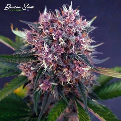 Purple Kush Graine De Cannabis Bourbon Seeds La Réunion