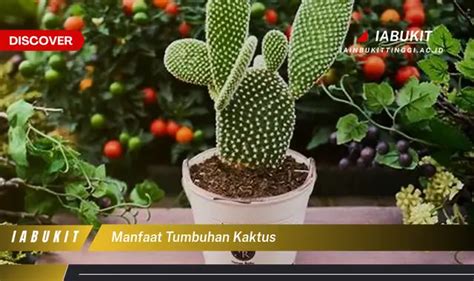 Temukan Manfaat Tumbuhan Kaktus Yang Jarang Diketahui Discover