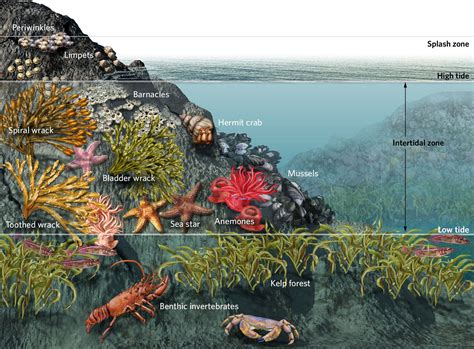 Intertidal Zone Food Web