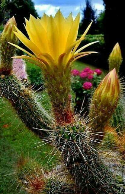 Pin By Kasima Adam On Cactus Wonderful Flowers Plants Cacti And Succulents