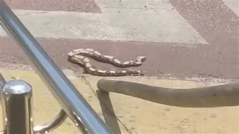 Cobra Flagrada Passeando Em Shopping De Teresina