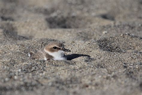 Snowy Plover Snowy Plover Pacifica State Beach California Flickr