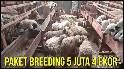 Paket Breeding Juta Ekor Juni Di Sayape Jagad Farm Kediri