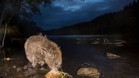 Missione Rewilding Scozia E Galles Pionieri Del Ripristino Della