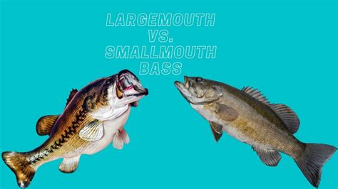 Largemouth vs. Smallmouth Bass: Detailed Overview [2021] - Best Fishing ...