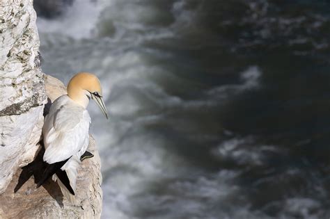 DG Wildlife by Dalia Kvedaraite and Giedrius Stakauskas | Birds at Bempton Cliffs