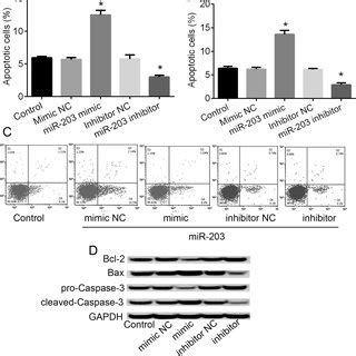 Expression Of MiR 203 In Bladder Cancer Tissues A And Cell Lines B