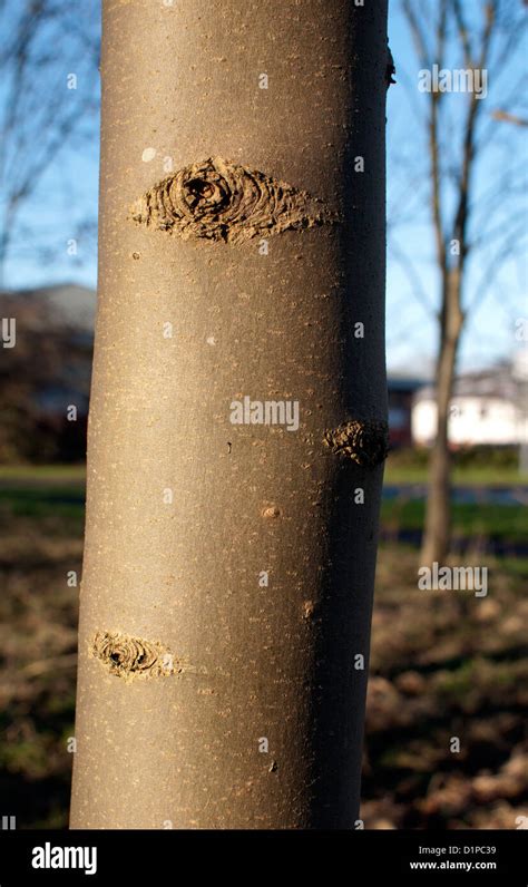 Ash Tree Bark Fraxinus Excelsior Stock Photo Alamy