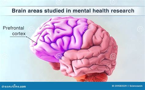 Prefrontal Cortex Stock Illustration Illustration Of Nerves