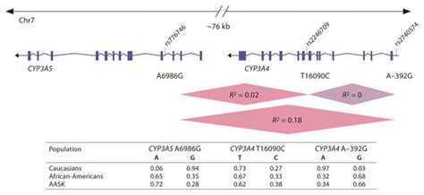 Cyp3a4 And Cyp3a5 Polymorphisms Population Frequencies Cyp3a4 And