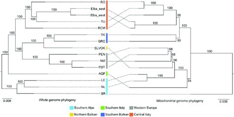 Mito Nuclear Discordance For Podarcis Muralis Lineages The Download Scientific Diagram