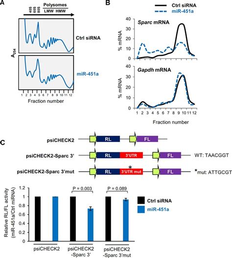 Mir 451a Inhibits Translation Of Sparc Mrna A Global Polysome