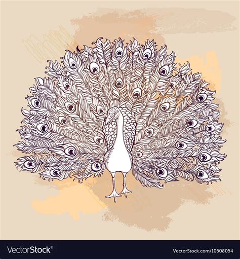 Beautiful Hand Drawn Peacock Bird Royalty Free Vector Image