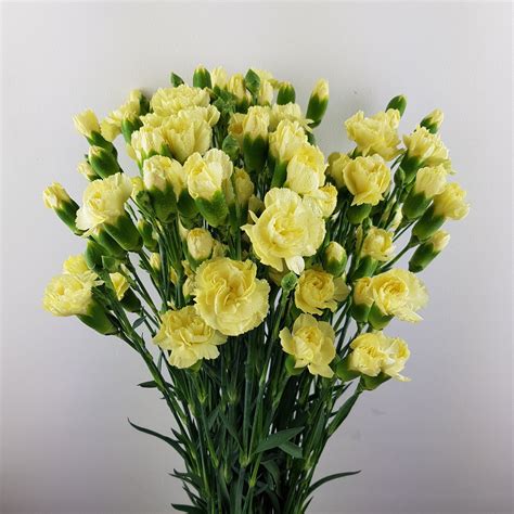 Spray Carnation Imported Light Yellow