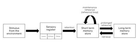 The Multi Store Model Of Memory Flashcards Quizlet