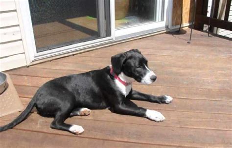 Rat Terrier Lab Mix Full Grown Anything Terrier