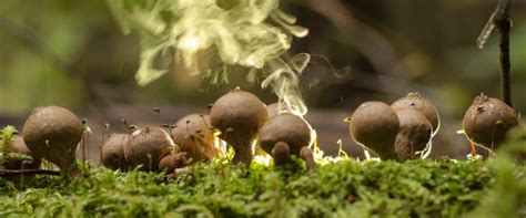 What Are Mushroom Spores, and Are They Safe? | GroCycle