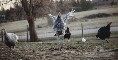 Heritage Vs Production Turkeys Murray Mcmurray Hatchery Blog