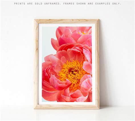 Pink Peony Print Flower Photography Nature Photography - Etsy